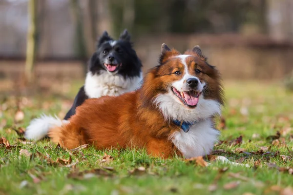 Dos perros Elo diferentes en el prado — Foto de Stock