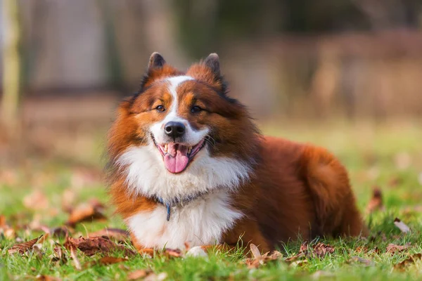 Retrato de un perro Elo — Foto de Stock