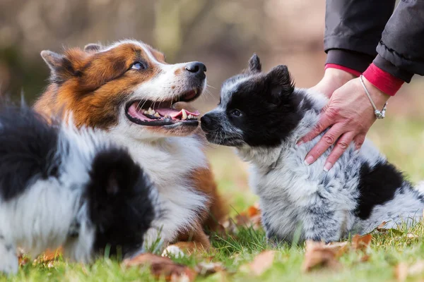 Elo cão e cachorros brincando ao ar livre — Fotografia de Stock