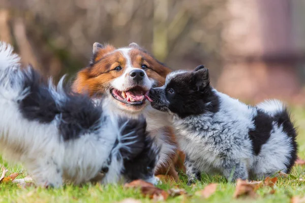 Elo hund og hvalpe leger udendørs - Stock-foto