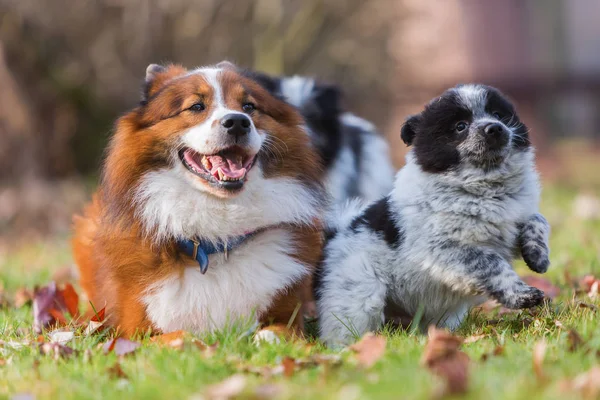 Elo cão e cachorros brincando ao ar livre — Fotografia de Stock