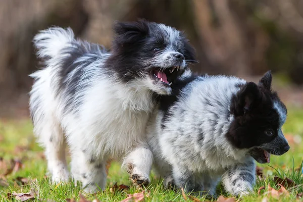 Dois filhotes de cachorro Elo brilhar ao ar livre — Fotografia de Stock