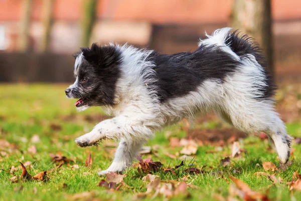 Elo puppy berlari di padang rumput — Stok Foto