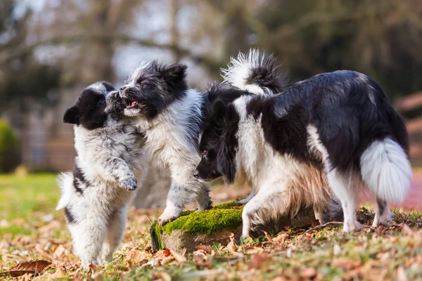 두 개의 Elo 강아지 야외 scuffle — 스톡 사진