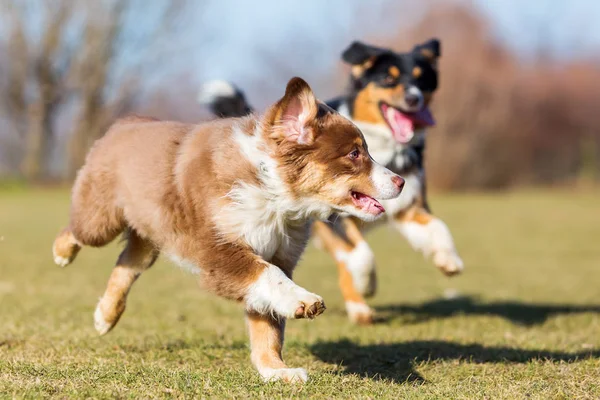 Chiens de berger australiens courant sur la prairie — Photo