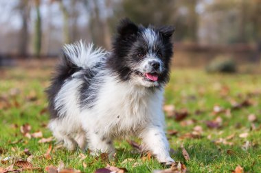 Elo köpek yürümek çayır on