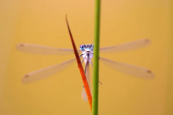 Makro af en guldsmed på udkig mellem siv - Stock-foto