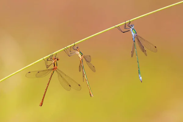 Tres libélulas colgando de un tallo de hierba — Foto de Stock