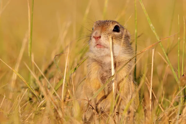 Ground squirrel sitting in the meadow — Stock Photo, Image