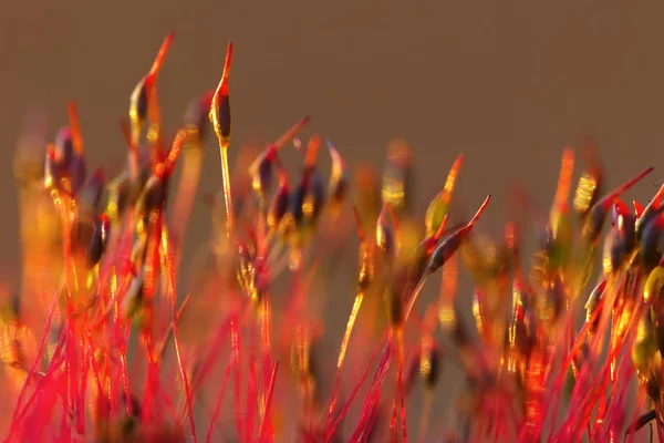 Closeup of moss sporophytes in morning light — Stock Photo, Image