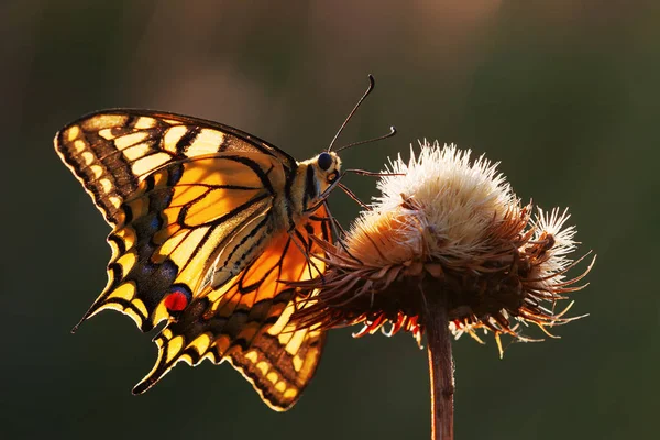 Mariposa cola de golondrina en un cardo — Foto de Stock