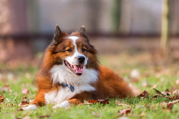 Portret leżącego psa Elo — Zdjęcie stockowe