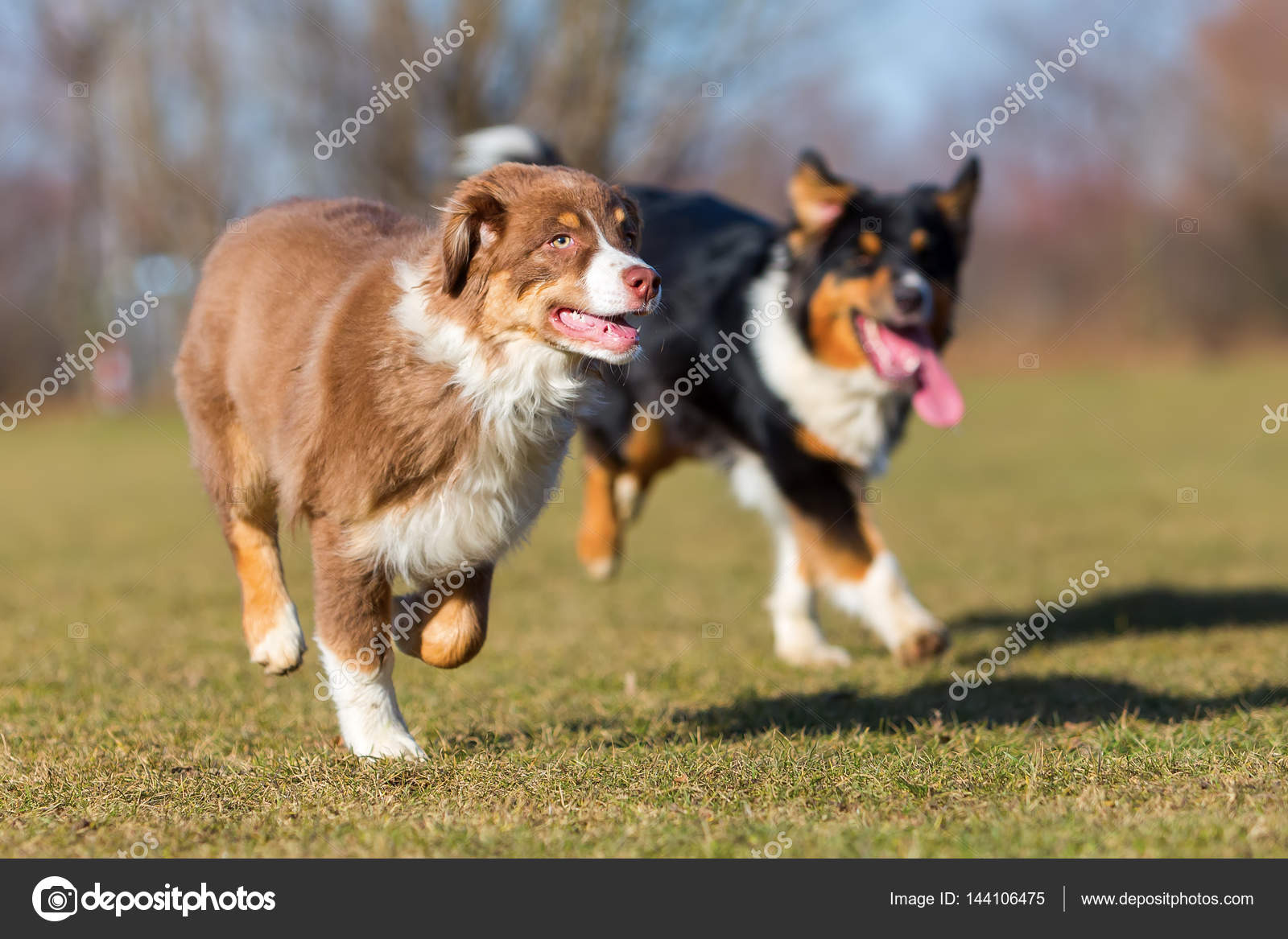 australian shepherd puppy to adult