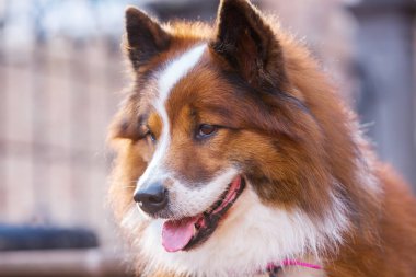 Bir elo köpeğinin portresi