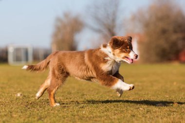 Avustralyalı çoban köpek yavrusu çayır üzerinde çalışır