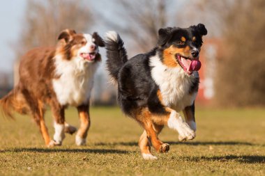çayır üzerinde çalışan iki Avustralyalı çoban