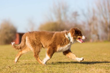 Avustralyalı çoban köpek yavrusu üzerinde çayır yürür