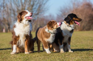 Üç Avustralyalı çoban köpekleri portresi