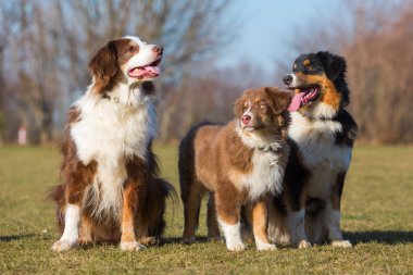 Üç Avustralyalı çoban köpekleri portresi