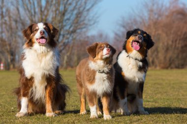 portrait of three Australian Shepherd dogs clipart