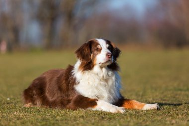 eski bir Avustralya çoban köpeği portresi