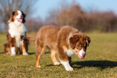 Avustralyalı çoban köpeklerine çayır