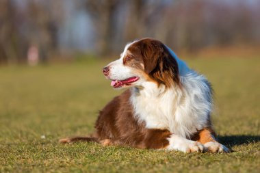 eski bir Avustralya çoban köpeği portresi