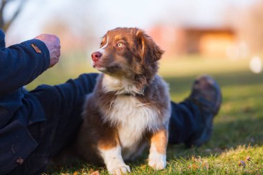 köpek yavrusu efendisinin bacak altında yatıyor
