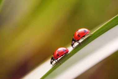 two ladybugs on a grass stalk clipart