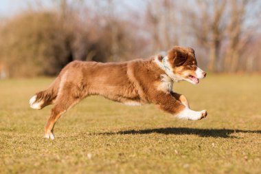 Avustralyalı çoban köpek yavrusu çayır üzerinde çalışır