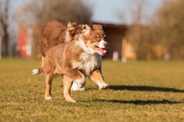 Avustralyalı çoban köpek yavrusu çayır üzerinde çalışır