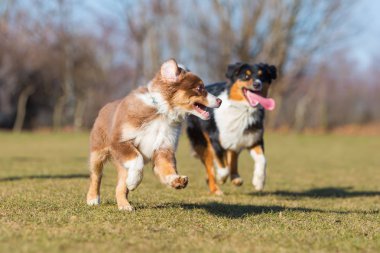 Avustralya çoban köpeği yavru ve yetişkin çalışan