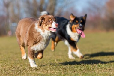 Avustralya çoban köpeği yavru ve yetişkin çalışan