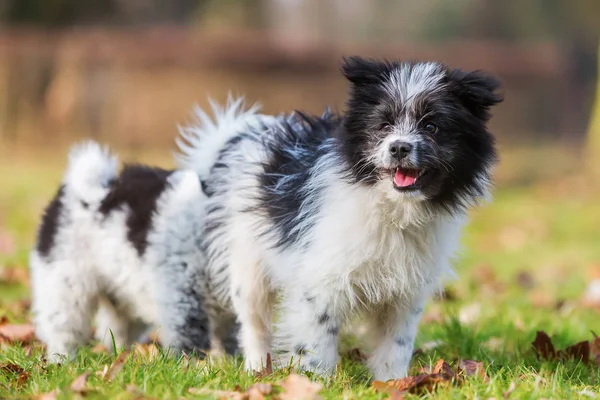 Outdoor Portret van een Elo-pup — Stockfoto