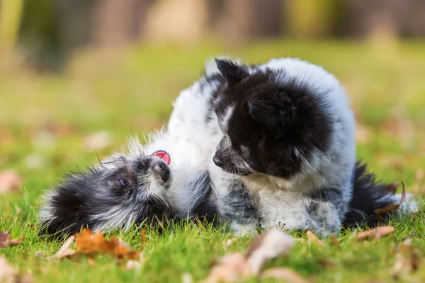 Zwei elo Welpen Geschwister prügeln sich auf dem Gras — Stockfoto