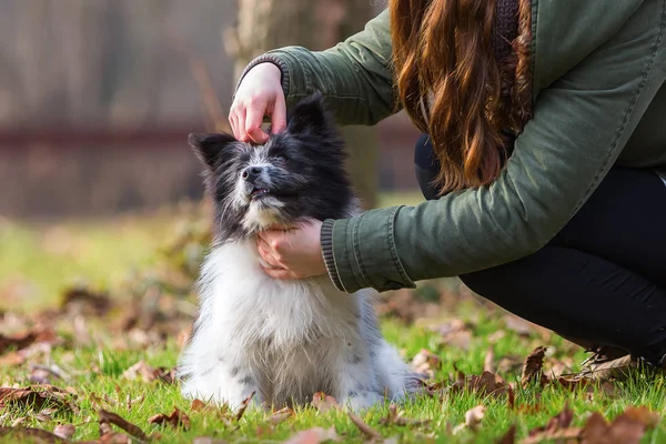 Žena hladí její štěně Elo — Stock fotografie
