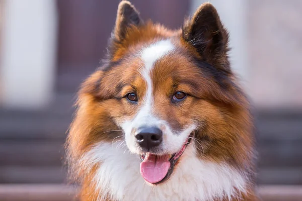 Retrato de cabeza de un perro Elo — Foto de Stock