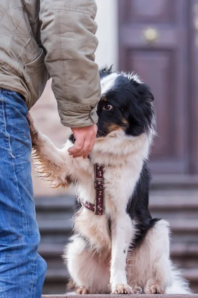 Elo dog giving paw to his master — Stock Photo, Image