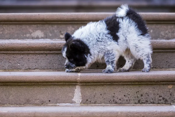 Elo puppy is walking on stairs — Stock Photo, Image