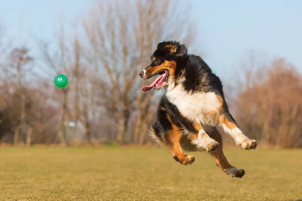 Australian Shepherd salta por una pelota — Foto de Stock