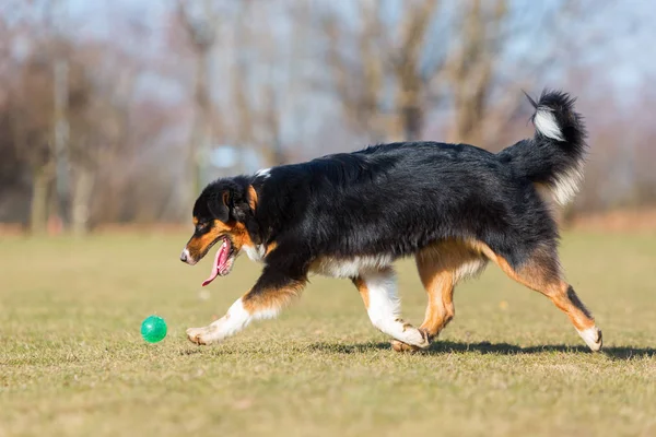 Australischer Schäferhund rennt um einen Ball — Stockfoto