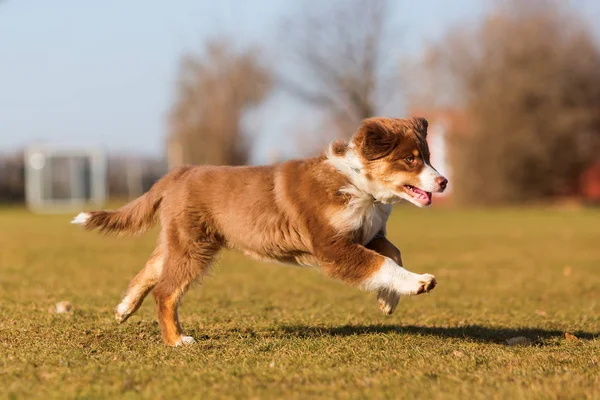 Cãozinho pastor australiano corre no prado — Fotografia de Stock