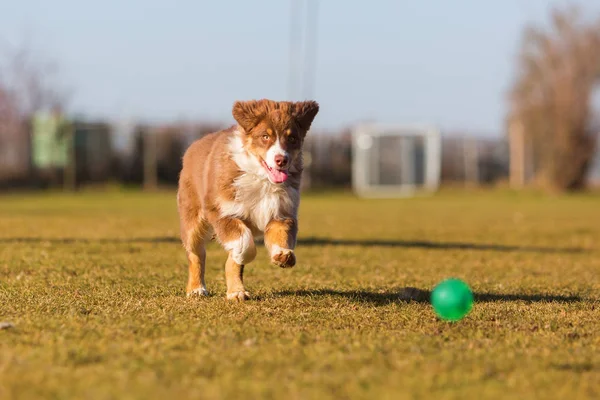 オーストラリアン シェパードの子犬をボールを実行します。 — ストック写真