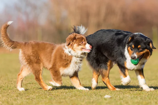 Pasteveckých psů hrají s míčem — Stock fotografie