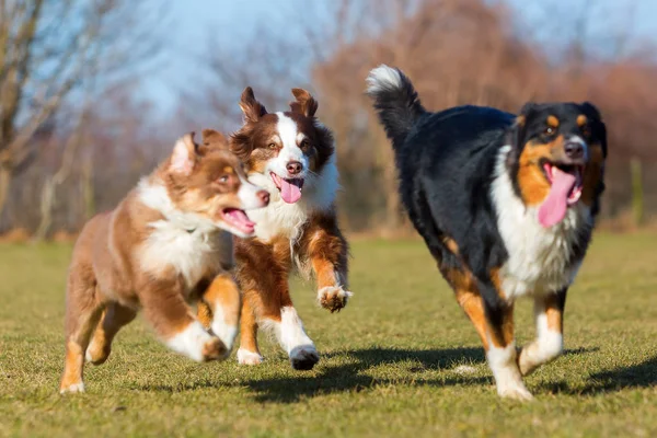 Drei australische Schäferhunde laufen auf der Wiese — Stockfoto