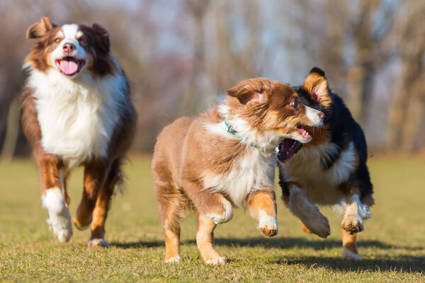 three Australians Shepherd running on the meadow
