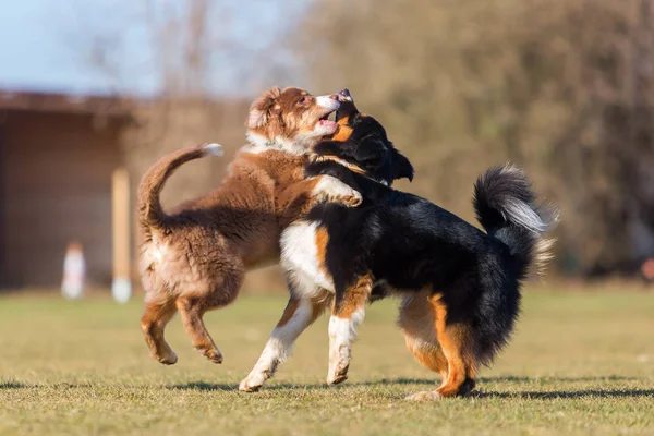 Australian Shepherds scuffle with each other — Stock Photo, Image
