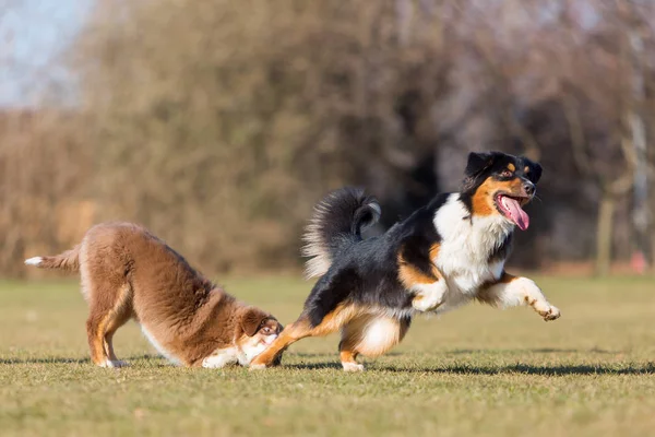 Pastores australianos brincando no prado — Fotografia de Stock