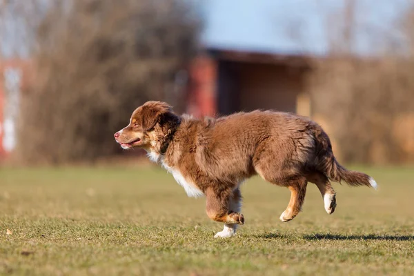 Australischer Schäferhund rennt auf die Wiese — Stockfoto