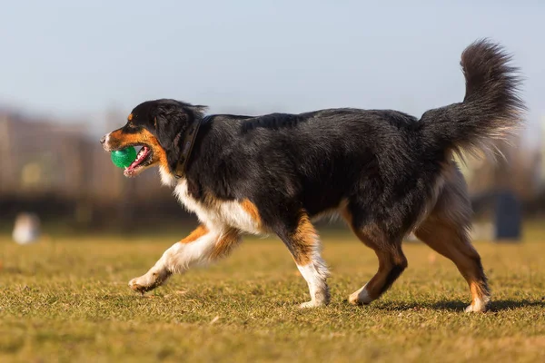 Australian Shepherd cammina con una palla nel muso — Foto Stock